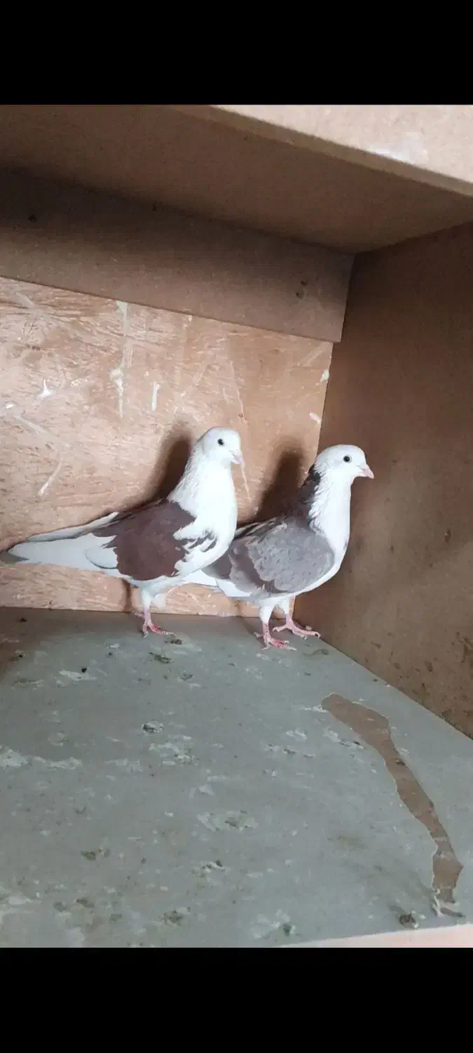 کبوتر شازده و سرخ و سوسکی|پرنده|اصفهان, رهنان|دیوار