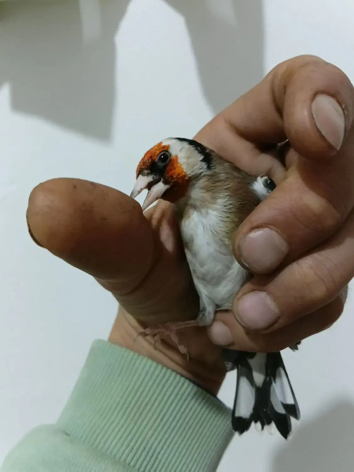 سهره دهن لر|پرنده|تهران, یافتآباد|دیوار