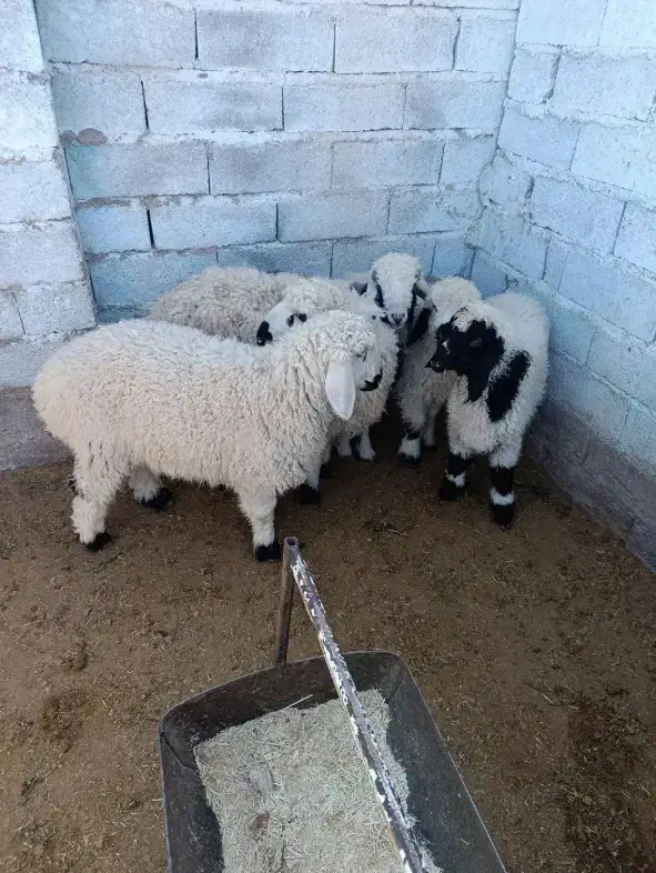 بره|حیوانات مزرعه|خاش, |دیوار