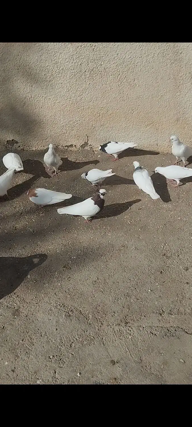 کبوتر طوقی|پرنده|اسفرورین, |دیوار