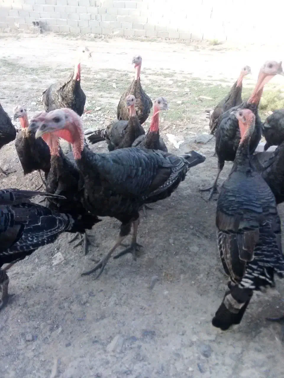 بوقلمون برنز|حیوانات مزرعه|مشهد, نیزه|دیوار