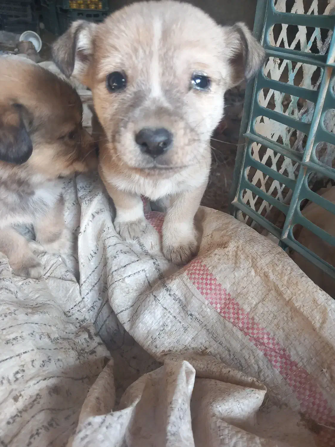 پاکوتاه|سگ|قوچان, |دیوار