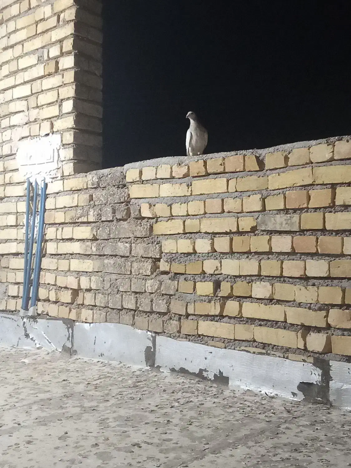 کبوتر|پرنده|تاکستان, |دیوار