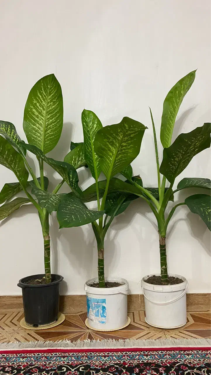 گل دیفن باخیا|گل و گیاه طبیعی|سنگر, |دیوار