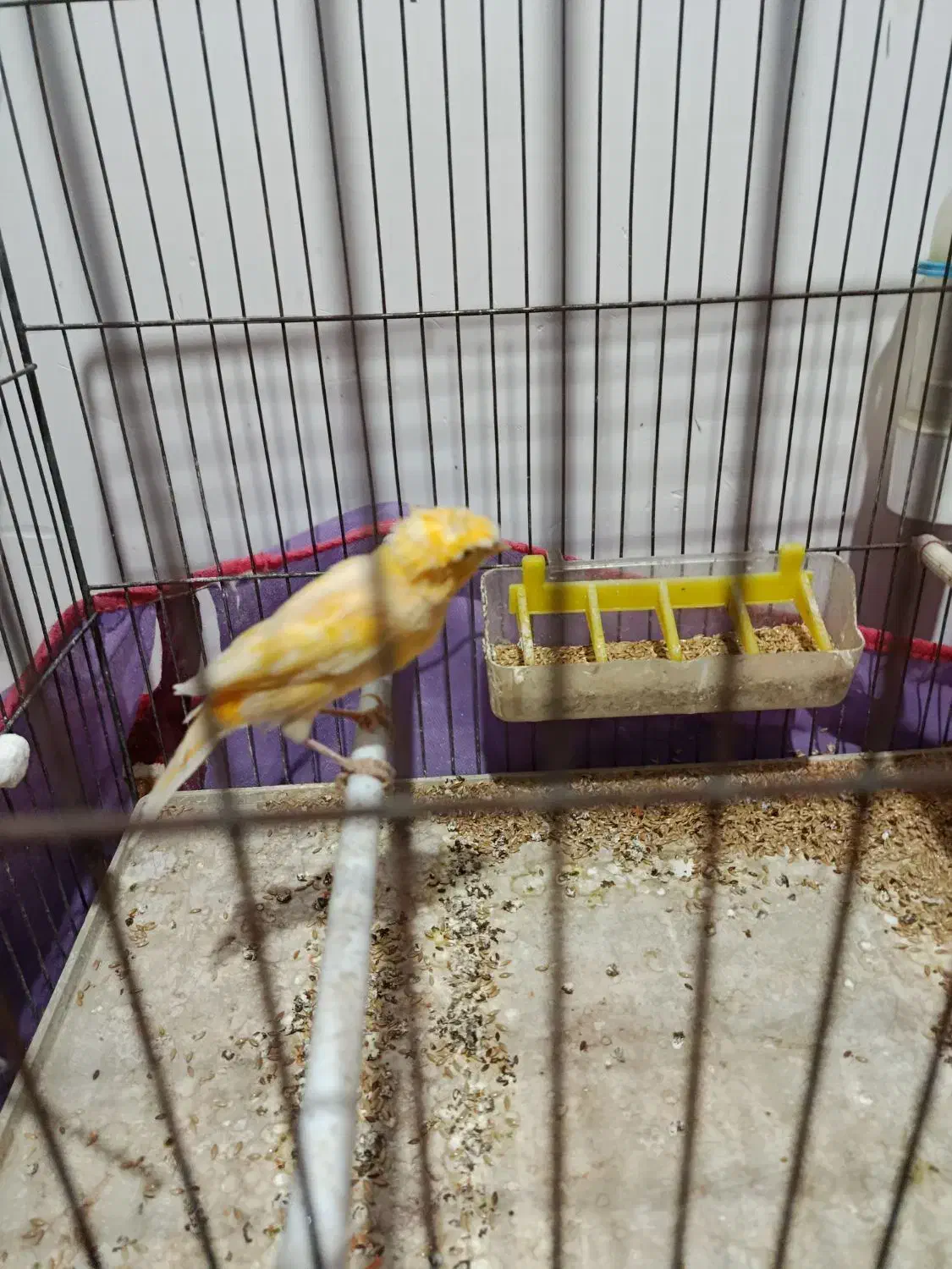 1عدد قناری|پرنده|اهر, |دیوار