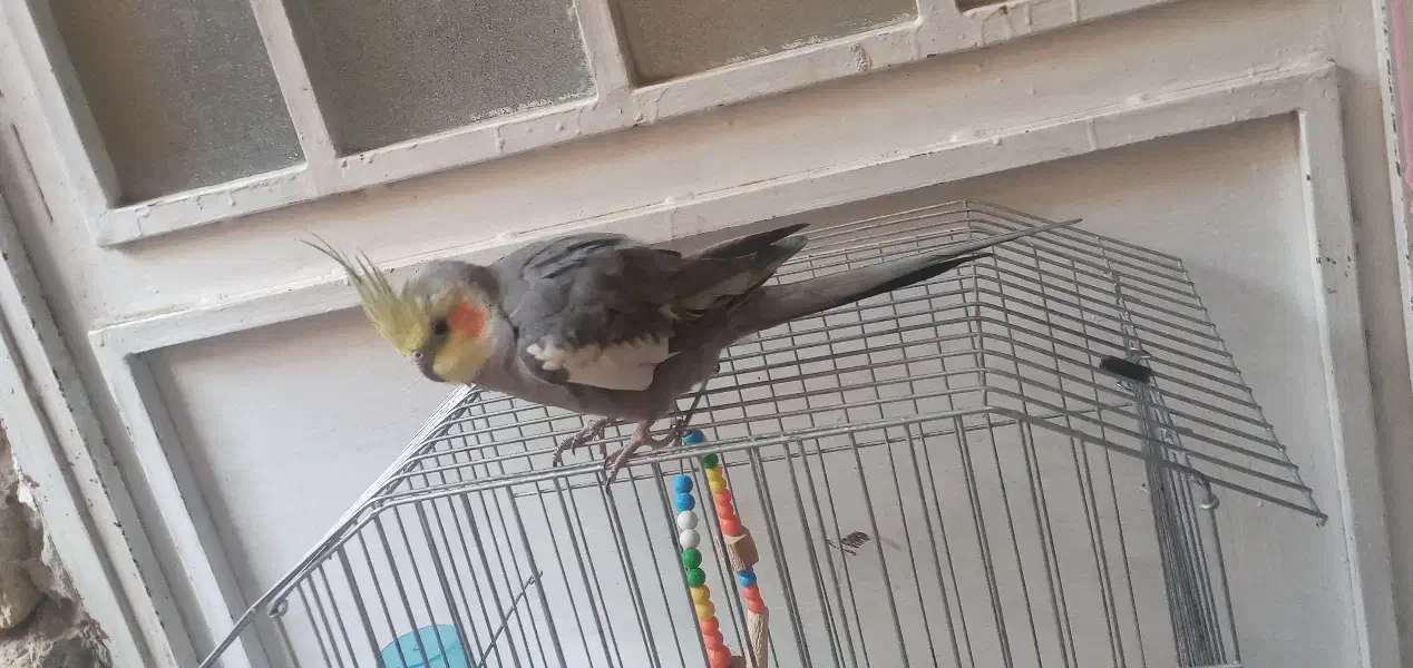 عروس هلندی نر سخنگو|پرنده|مرودشت, ثبت احوال|دیوار