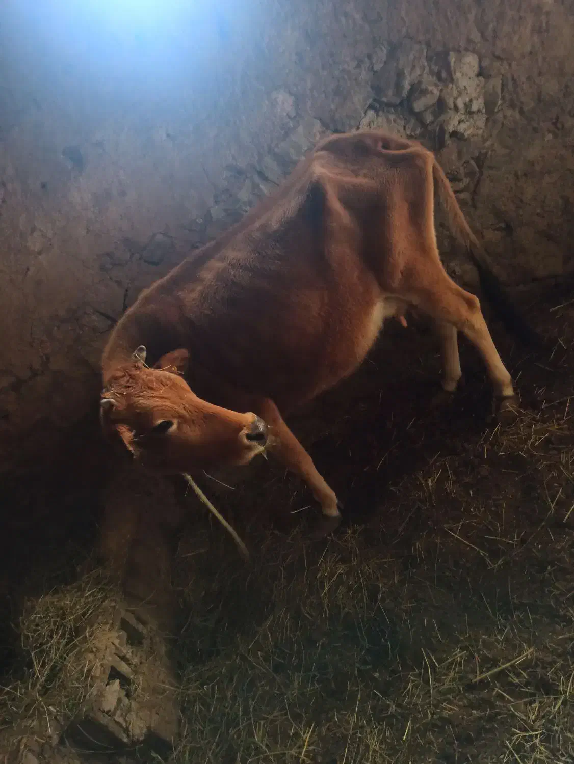 فروشی|حیوانات مزرعه|صومای برادوست, |دیوار