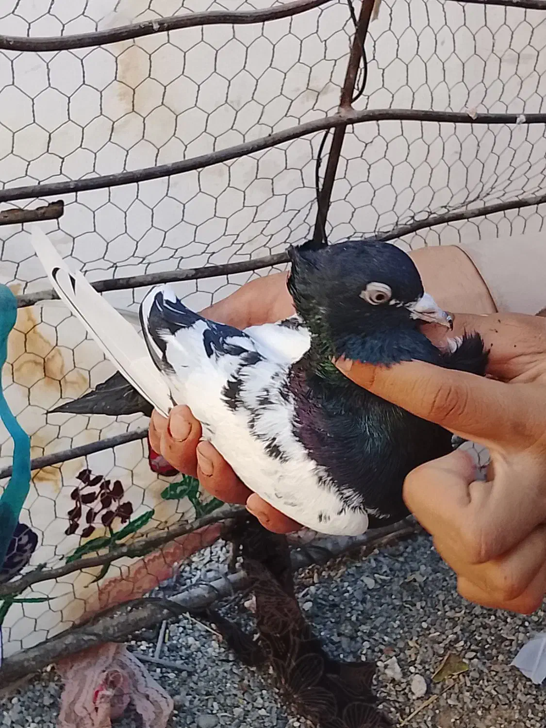 کبوترسینه سیاه|پرنده|ایرانشهر, |دیوار