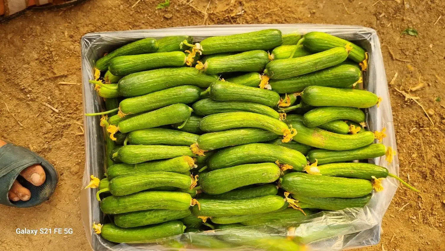 خیار سبز گلخانه ای|خوردنی و آشامیدنی|کاکی, |دیوار