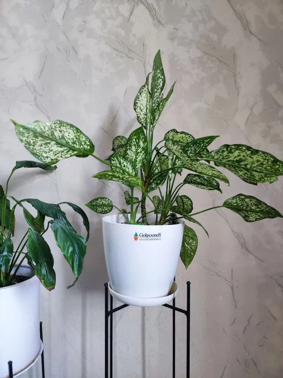 گل‌های طبیعی وسالم پرورش‌یافته باعشق توی خونه‌مون|گل و گیاه طبیعی|دلند, |دیوار