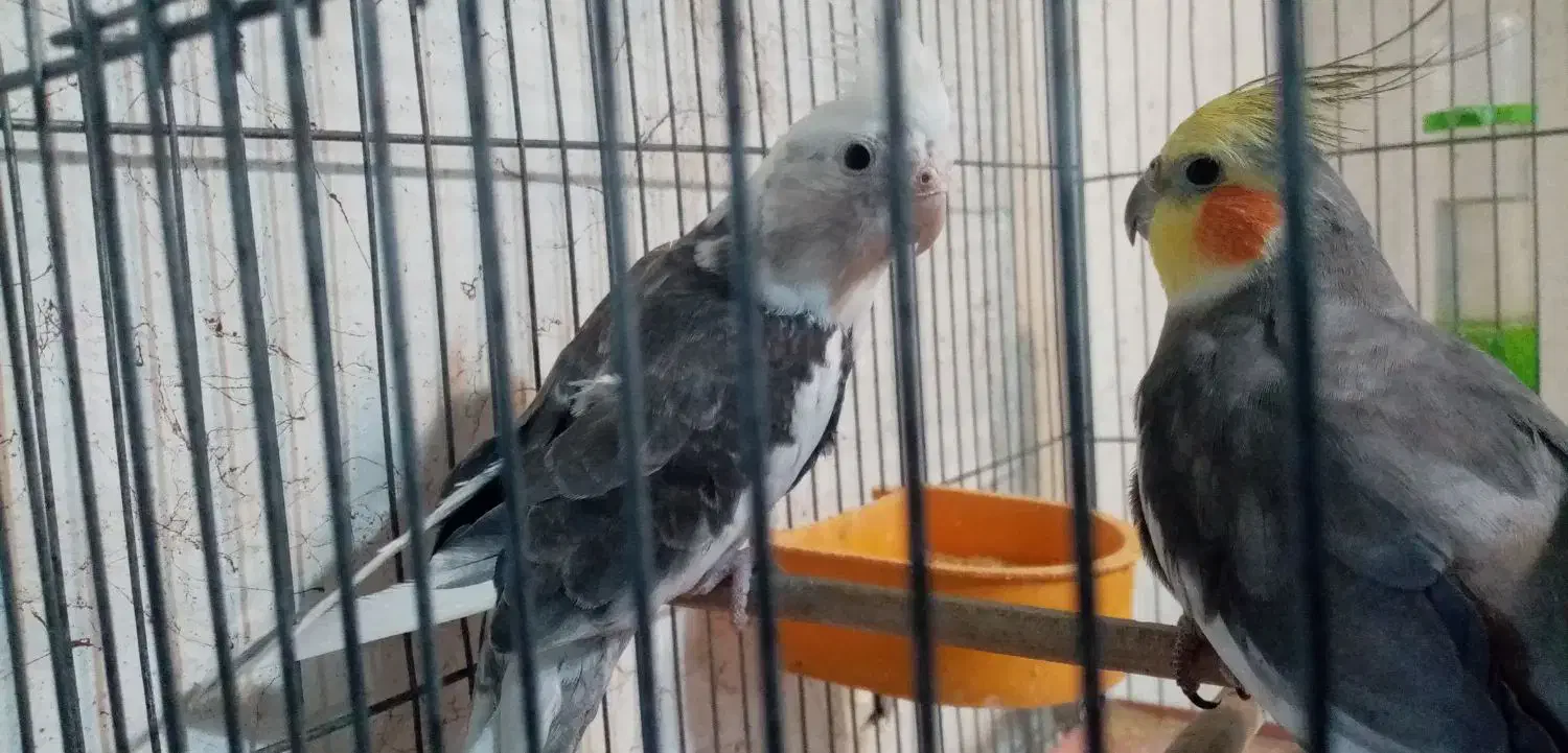 عروس هلندی نر وماده|پرنده|شیراز, گلکوب|دیوار