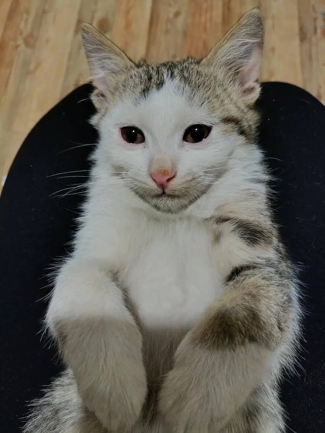 واگذاری گربه DSH|گربه|یاسوج, |دیوار