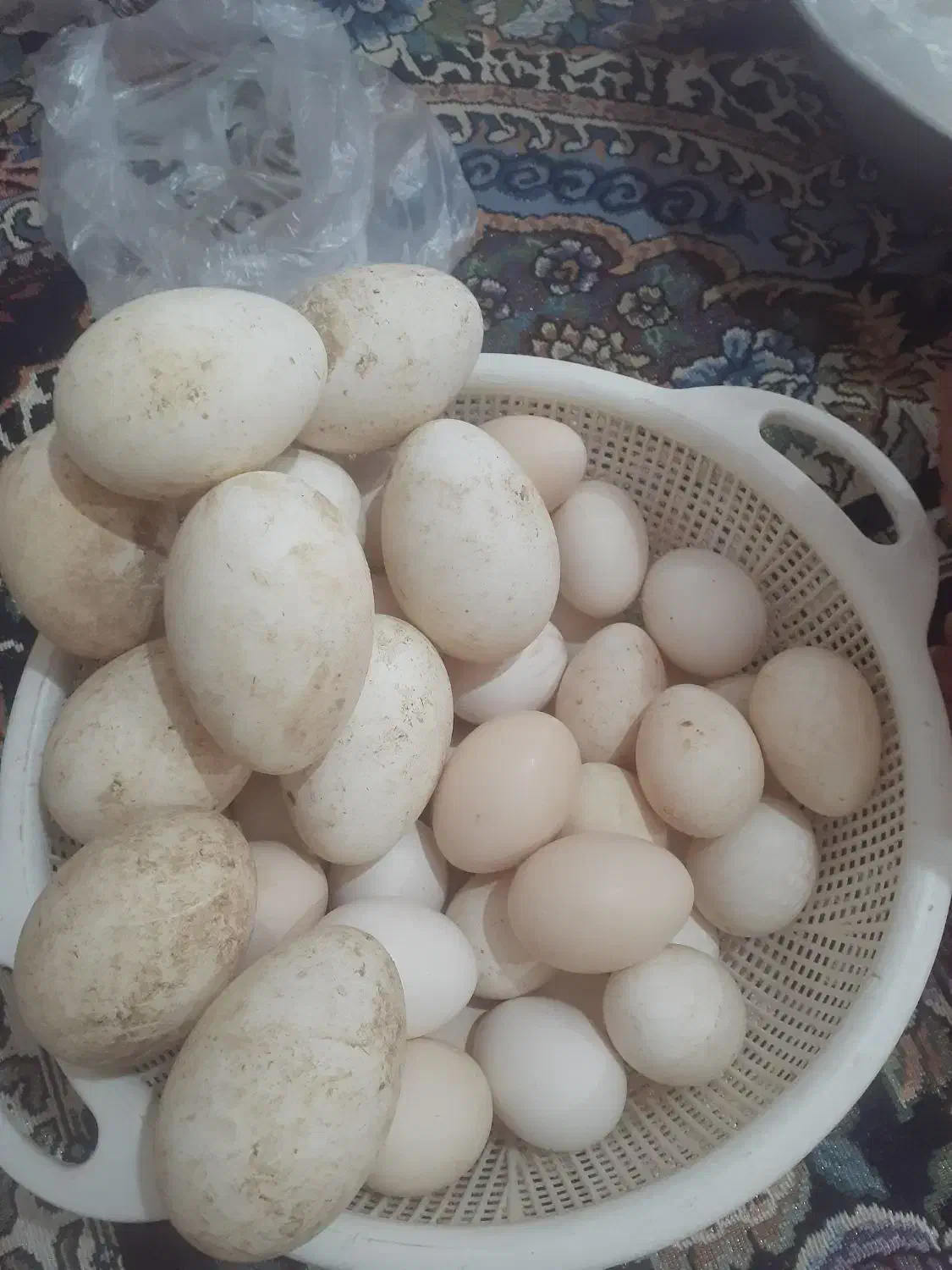 سوسنگرد|حیوانات مزرعه|سوسنگرد, |دیوار