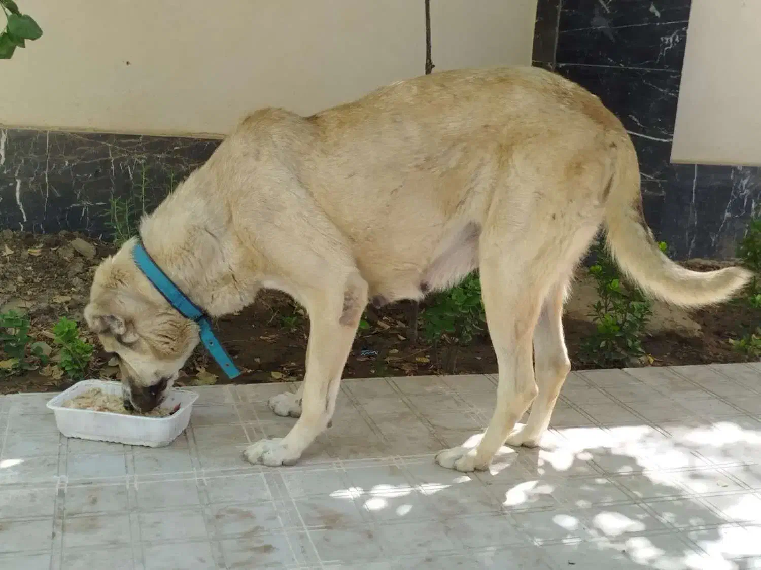 واگذاری سگ سرابی ماده|سگ|چهارباغ, |دیوار