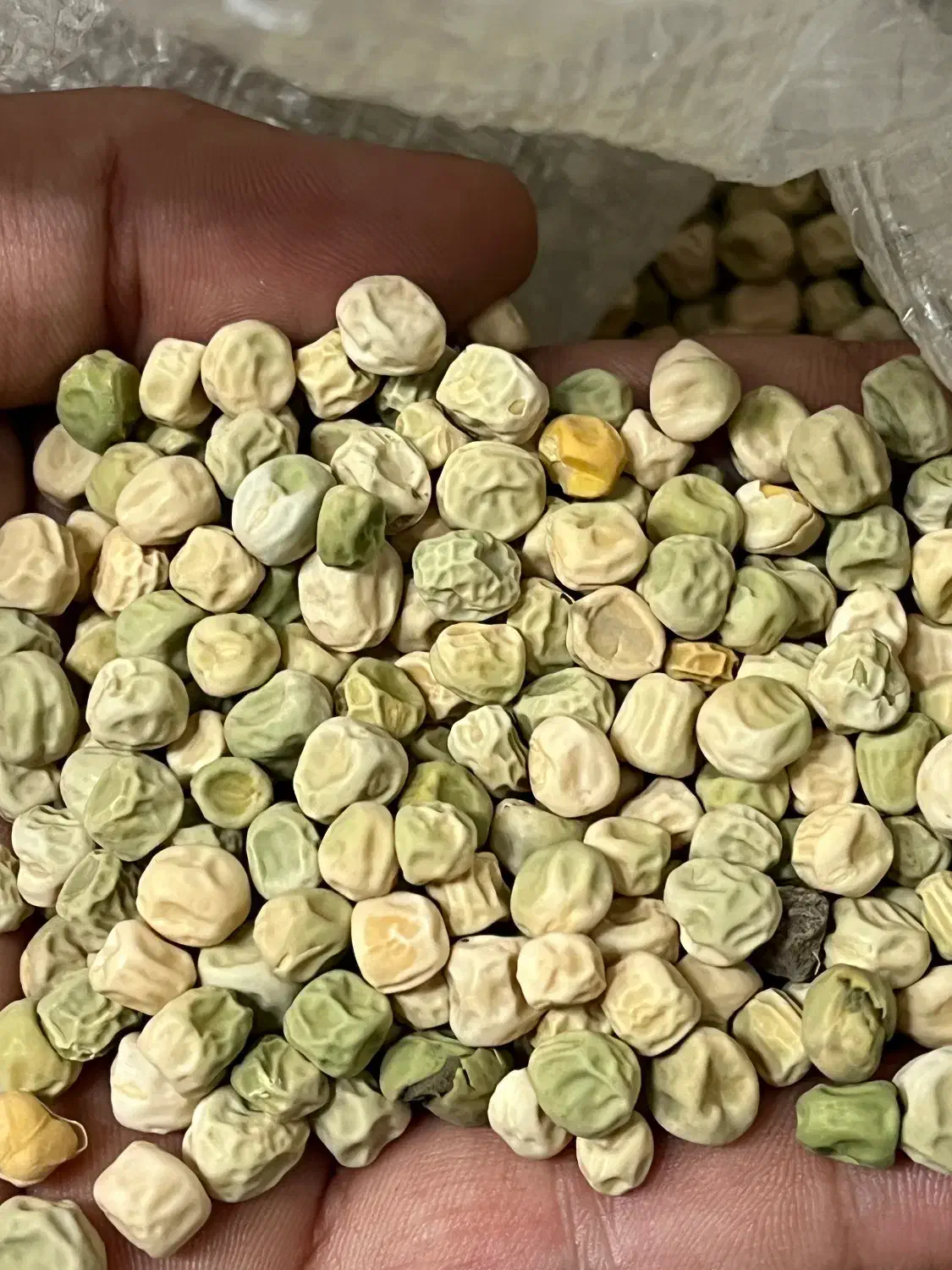 بذر هندوانه ونخود فرنگی زیر قیمت|خدمات باغبانی و درختکاری|آق قلا, |دیوار