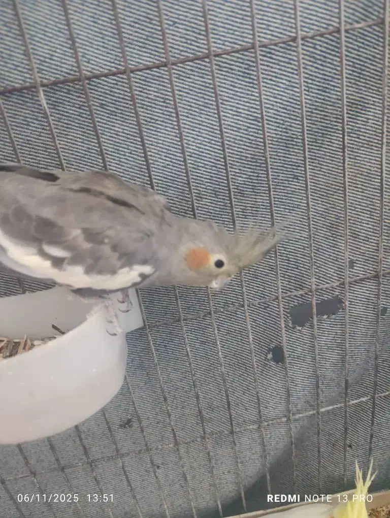 واگذاری عروس هلندی و قناری|پرنده|بم, |دیوار