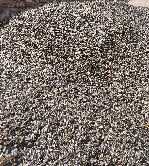 فروش تخمه آفتابگردان کانادایی|خوردنی و آشامیدنی|دهگلان, |دیوار