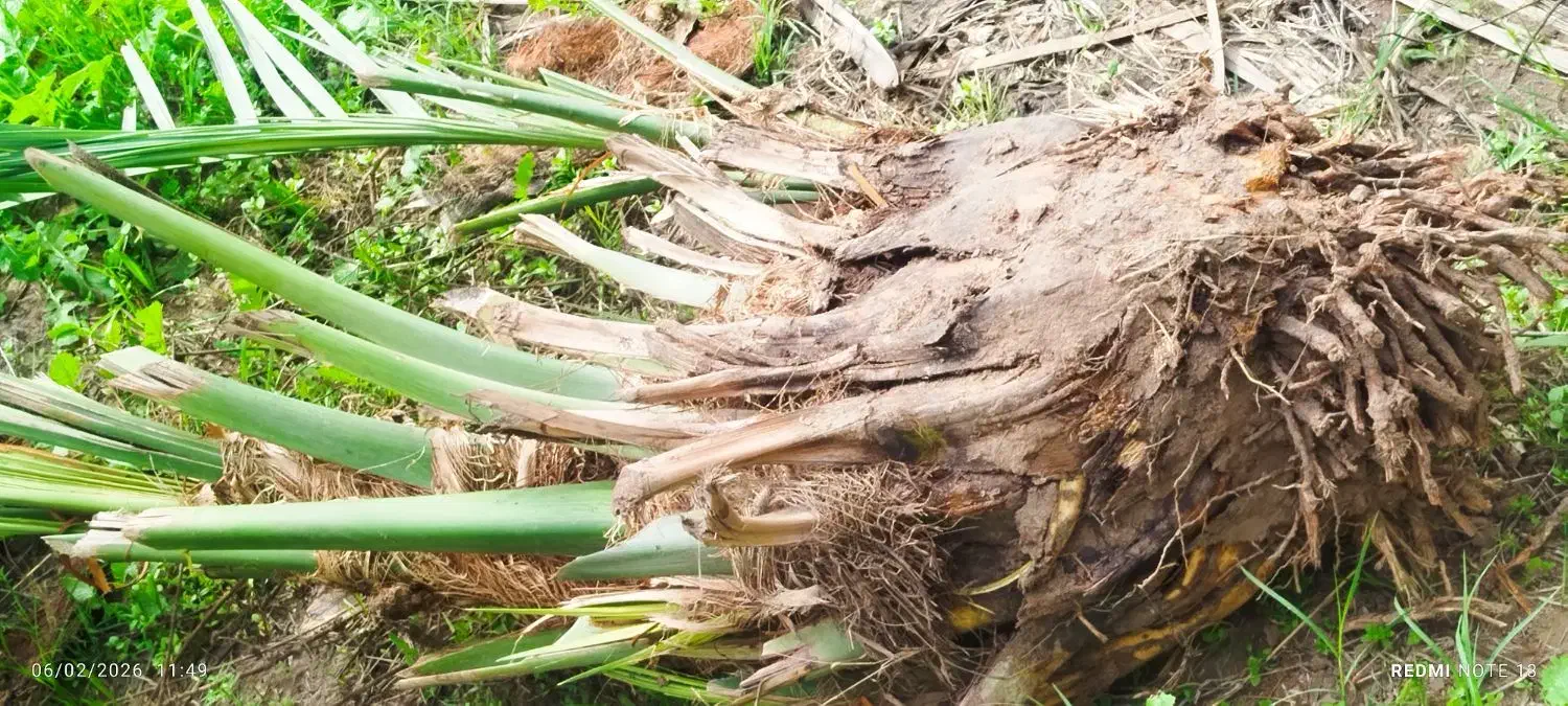 فسیل|کلکسیون اشیاء عتیقه|جیرفت, |دیوار