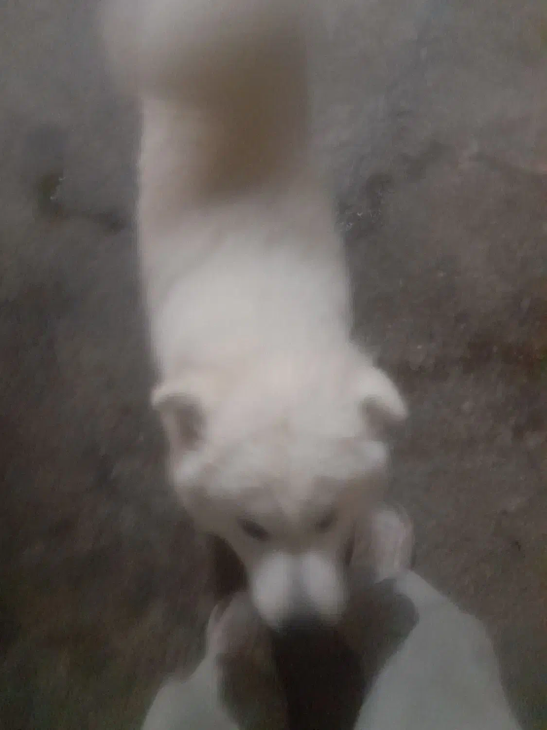 سگ سامویید|سگ|پرند, فاز ۶|دیوار