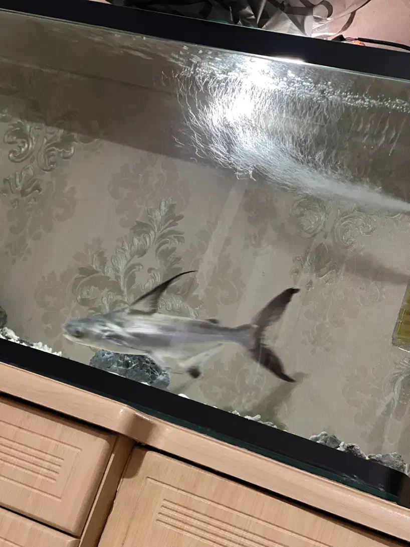 ماهی پنکوسی شکاری|ماهی|پارس‌آباد, |دیوار