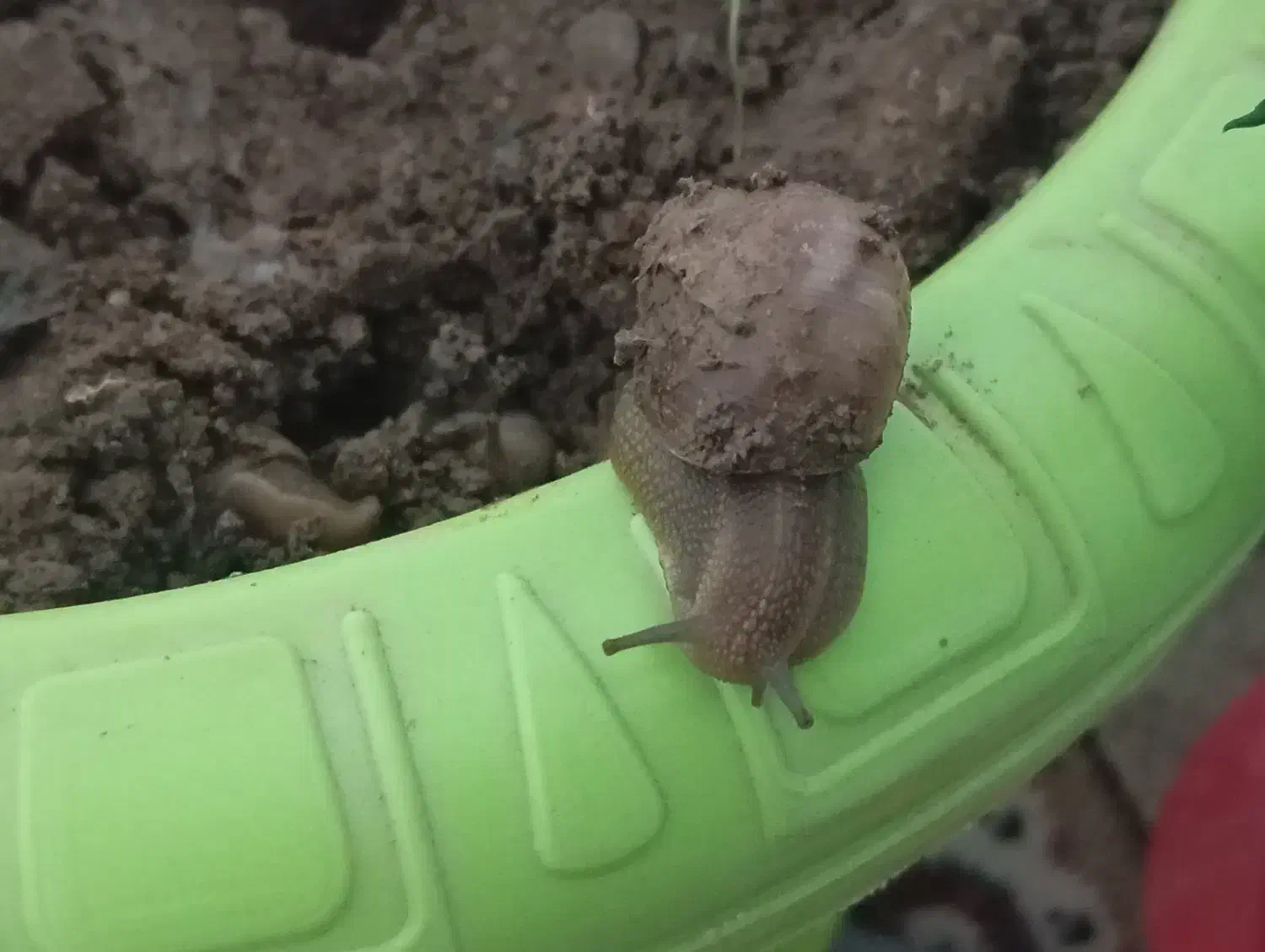 حلزون|خزنده|سنندج, |دیوار