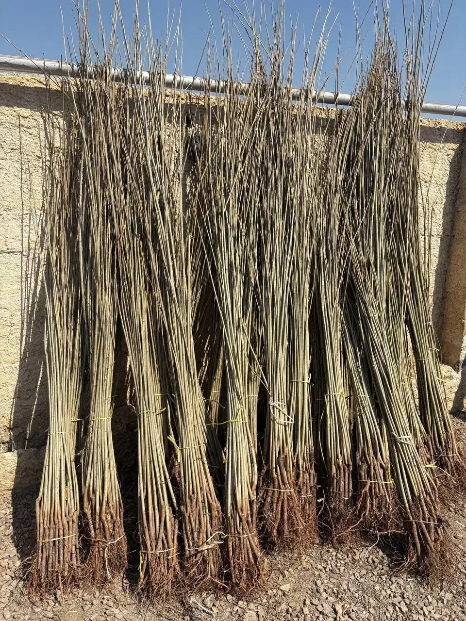 نهال صنوبر اعلا آماده ارسال|خدمات باغبانی و درختکاری|فسا, |دیوار