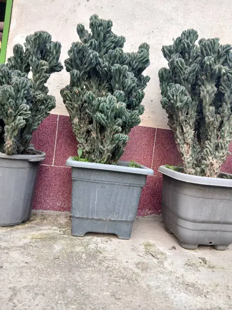 گل صخره ای|گل و گیاه طبیعی|فومن, |دیوار