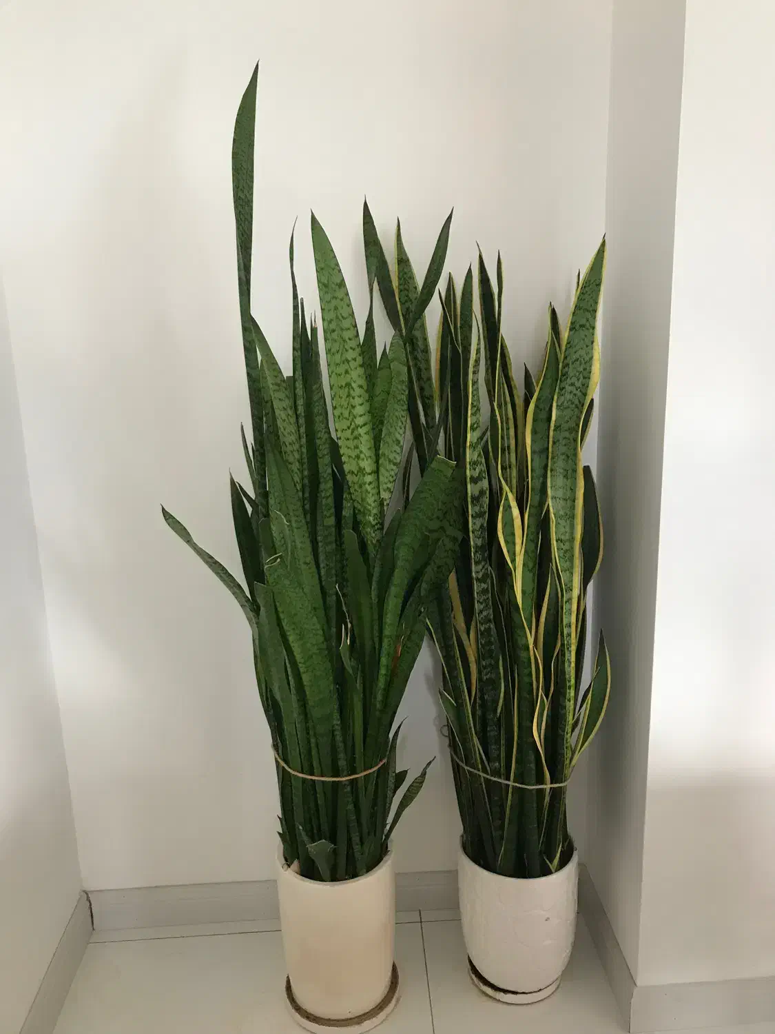 گیاه سانسووریا ساده و ابلق کاملاً باطراوت|گل و گیاه طبیعی|ساری, |دیوار