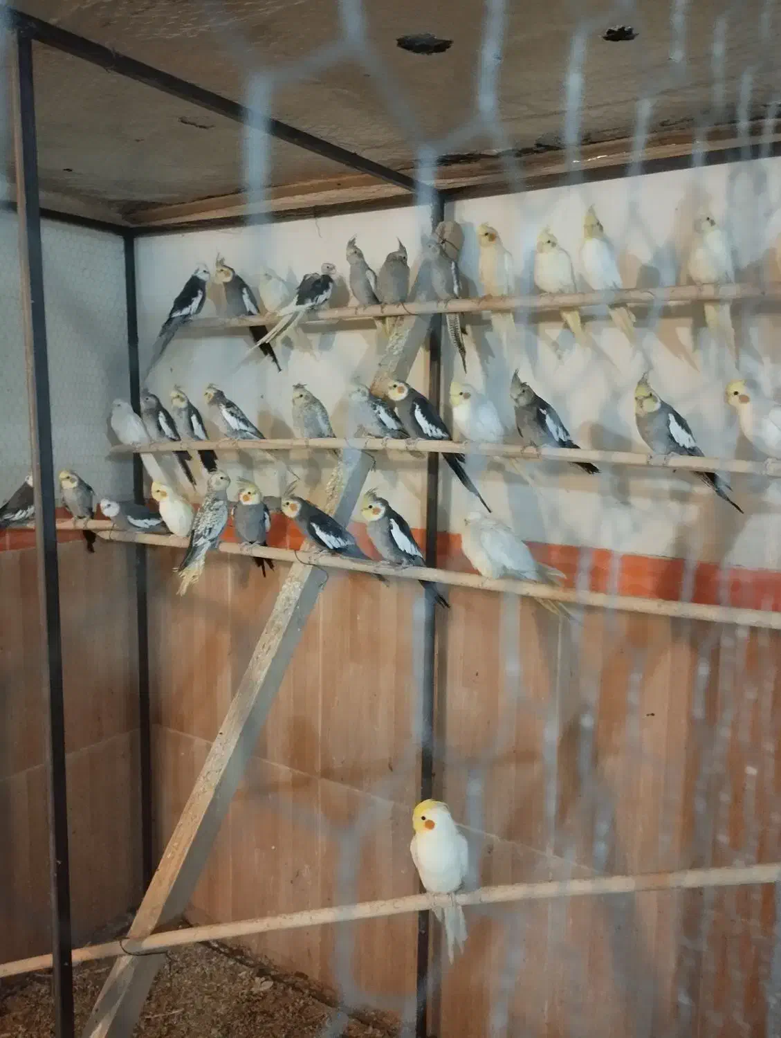 عروس هلندی|پرنده|ارومیه, |دیوار