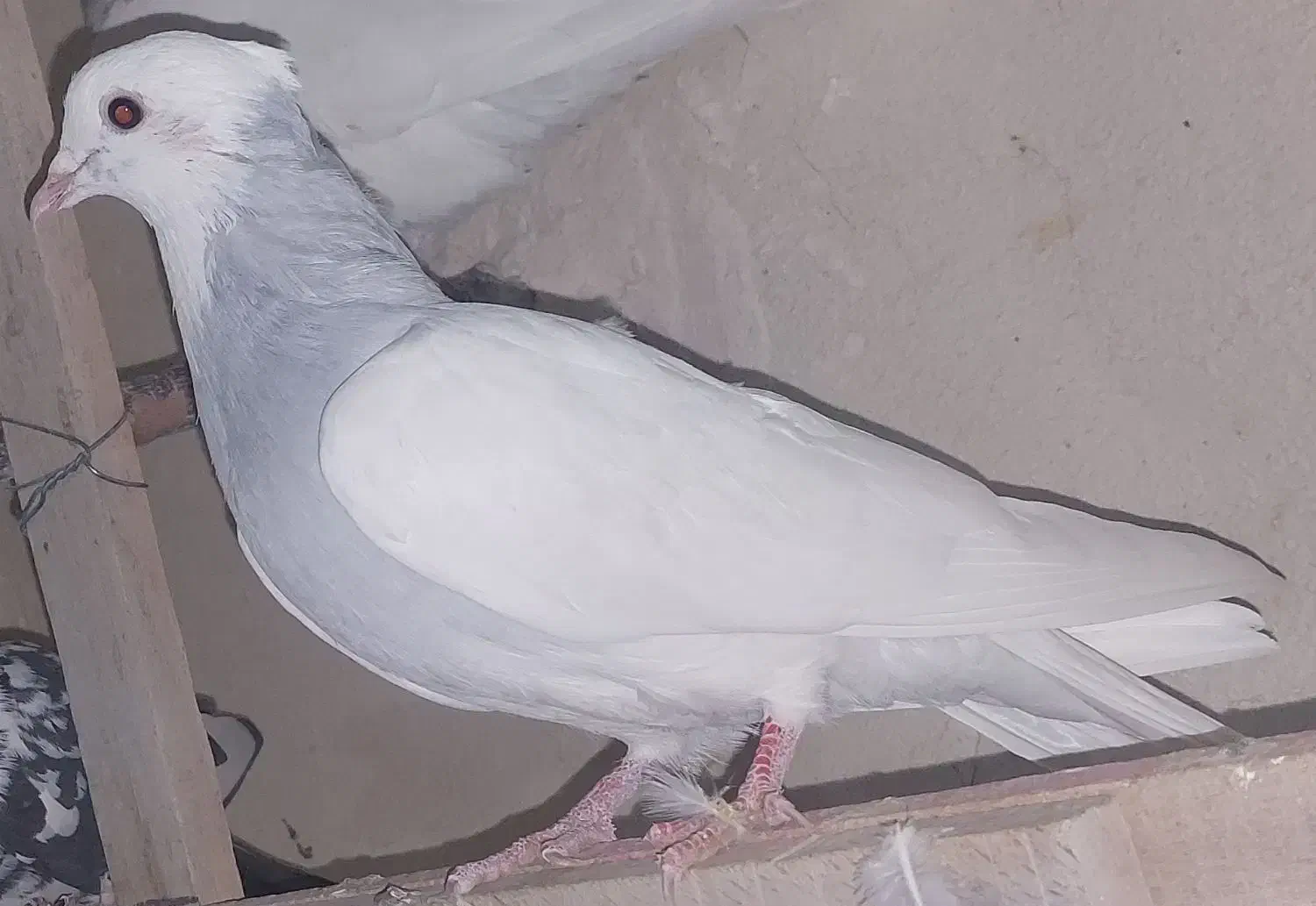 طوقی آبی مشکی سزخ|پرنده|قم, هنرستان|دیوار