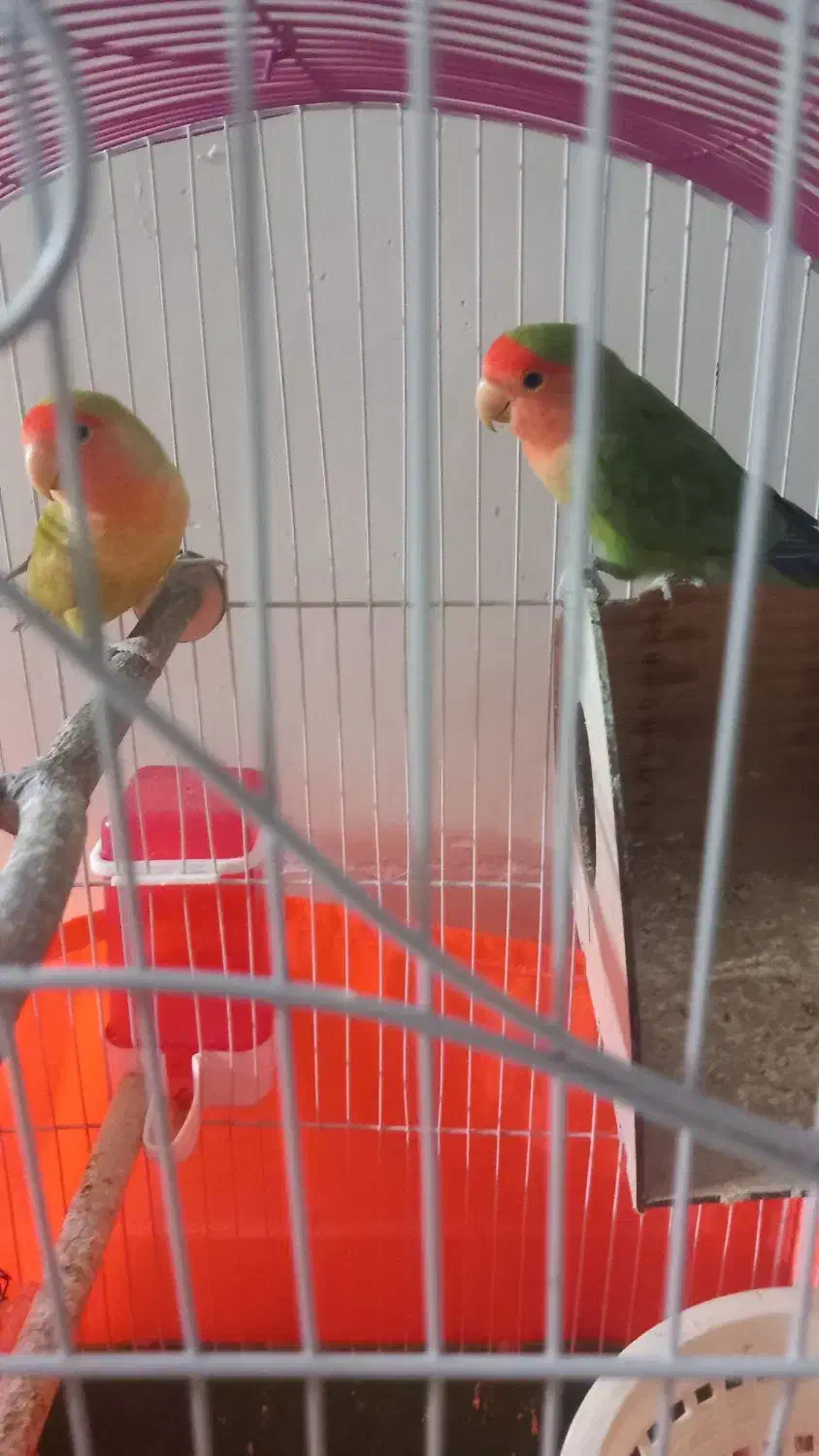 طوطی برزیلی جفت مولد|پرنده|پاکدشت, خاتون آباد|دیوار