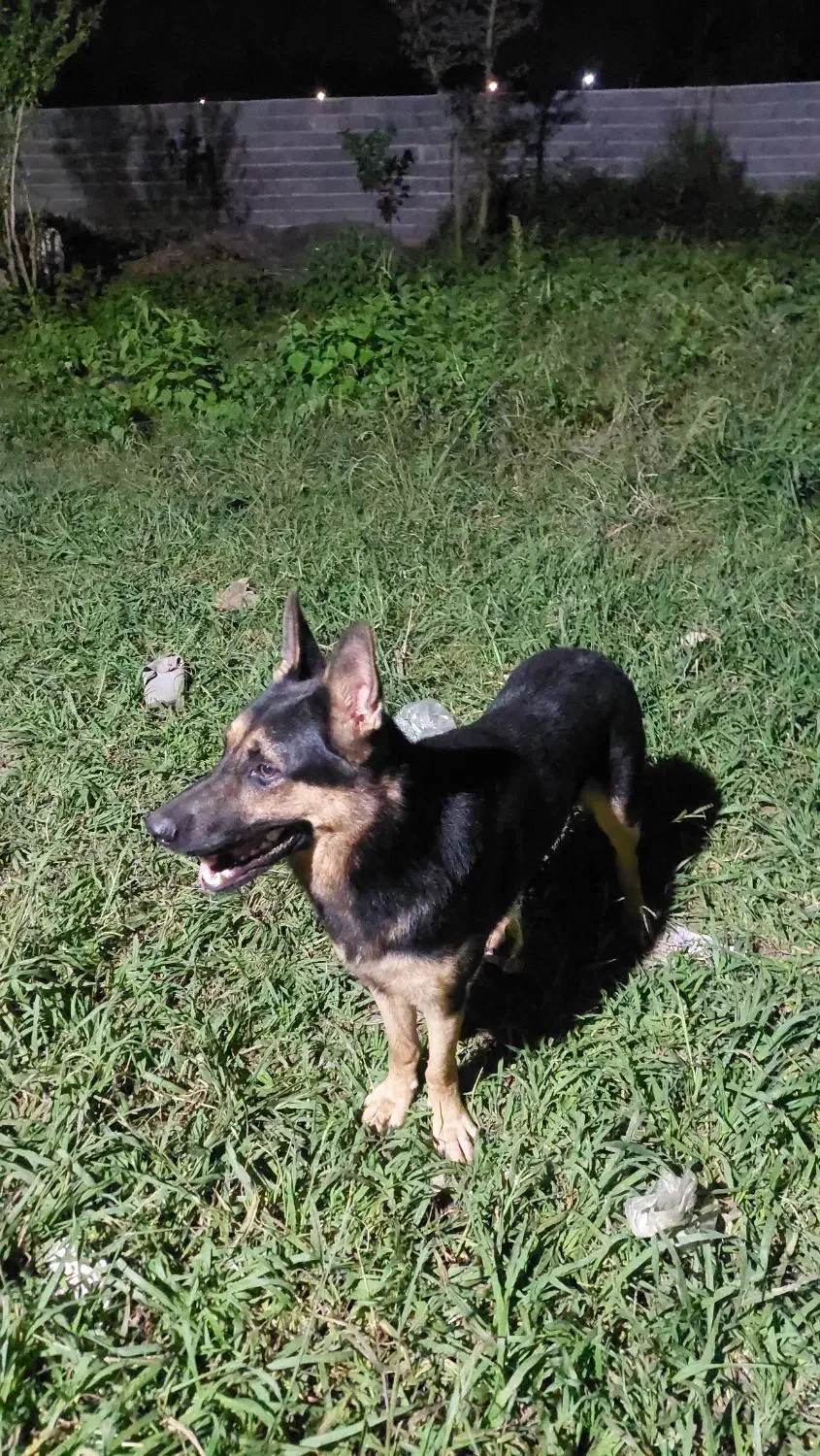 واگذاری سگ ژرمن|سگ|سیاهکل, |دیوار