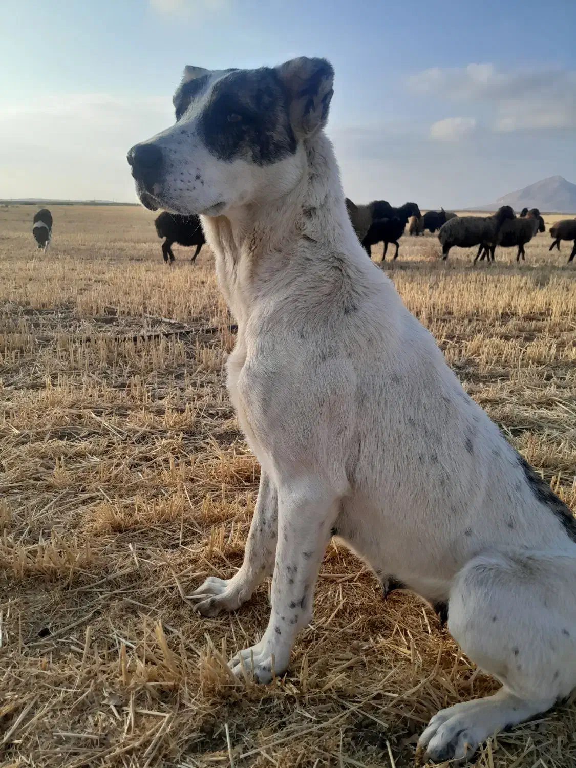 ماده خرسانی|سگ|شاهنجرین, |دیوار