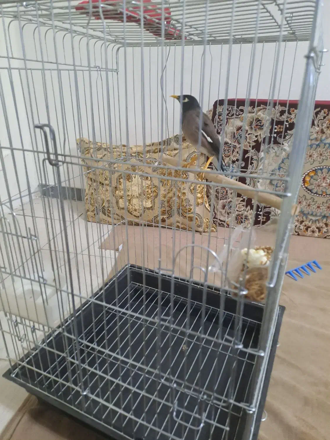 مرغ مینا|پرنده|اسلام‌شهر, صادقیه|دیوار