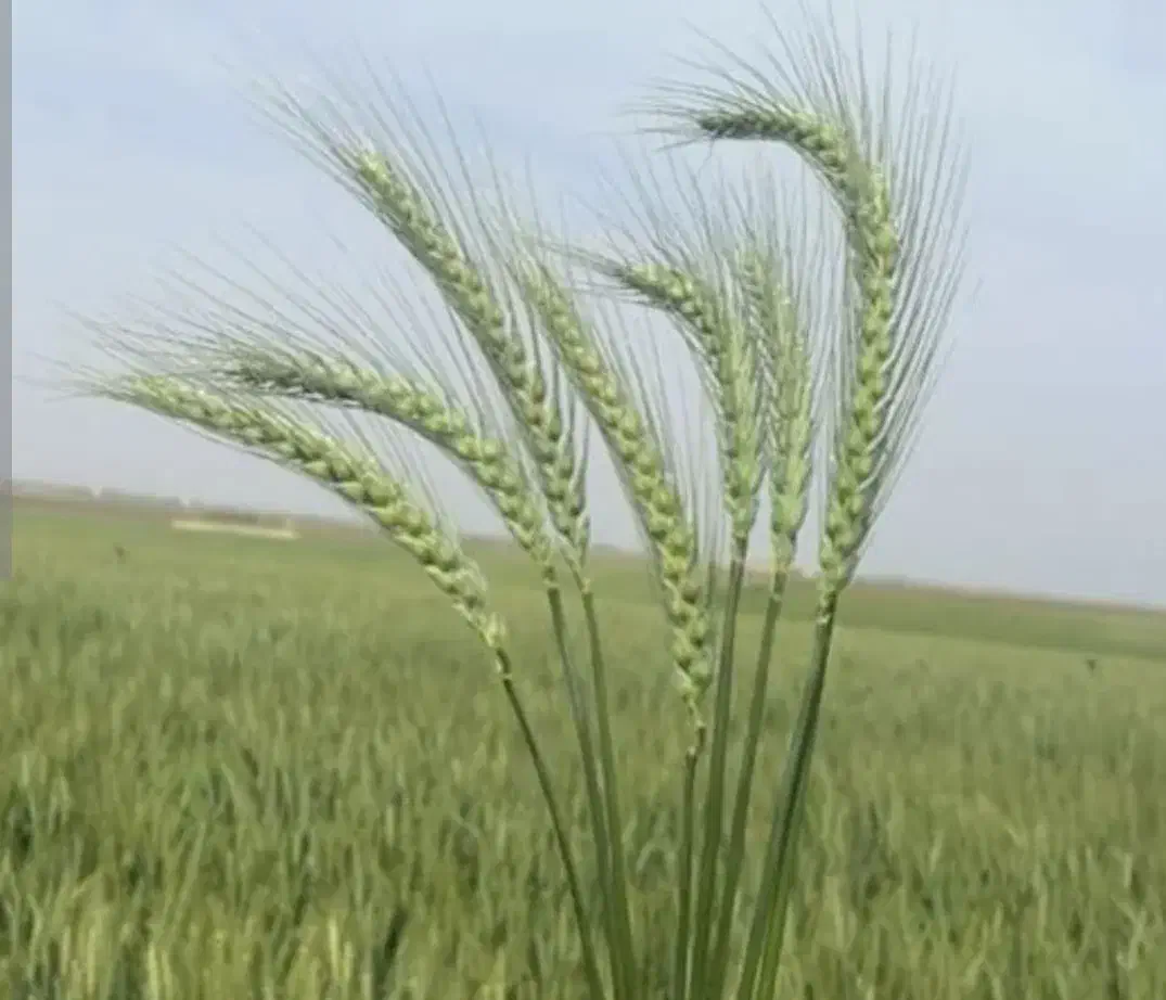 بذر گندم|خدمات باغبانی و درختکاری|شیراز, سیلو|دیوار