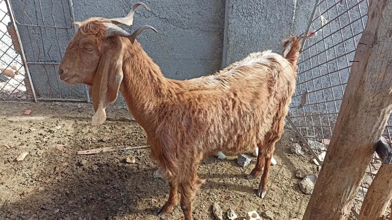 بز بزغاله دار و توقلی ماده|حیوانات مزرعه|سیمین شهر, |دیوار