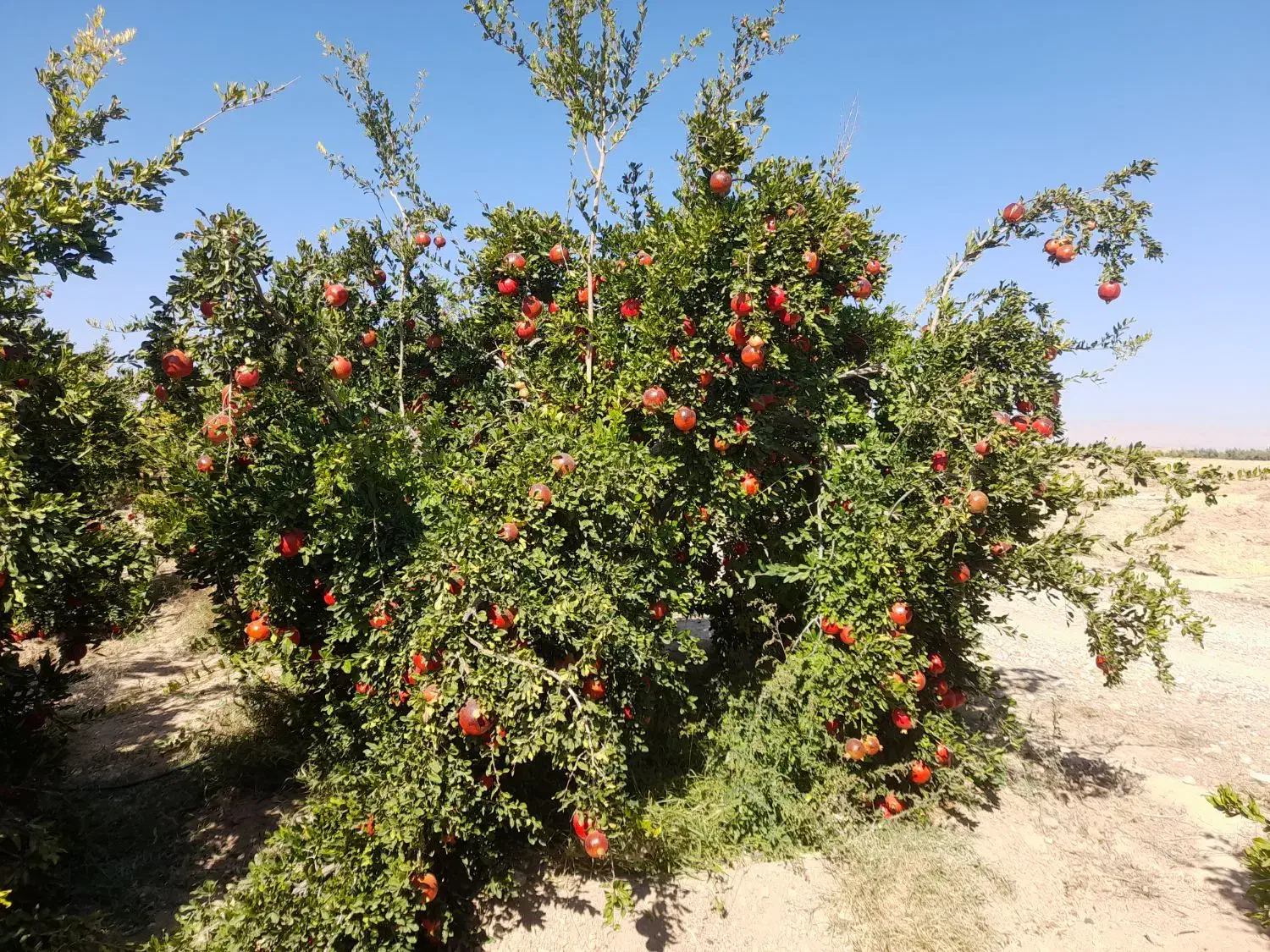 اجاره میوه باغ انار|اجارهٔ دفتر صنعتی، کشاورزی، تجاری|فسا, |دیوار
