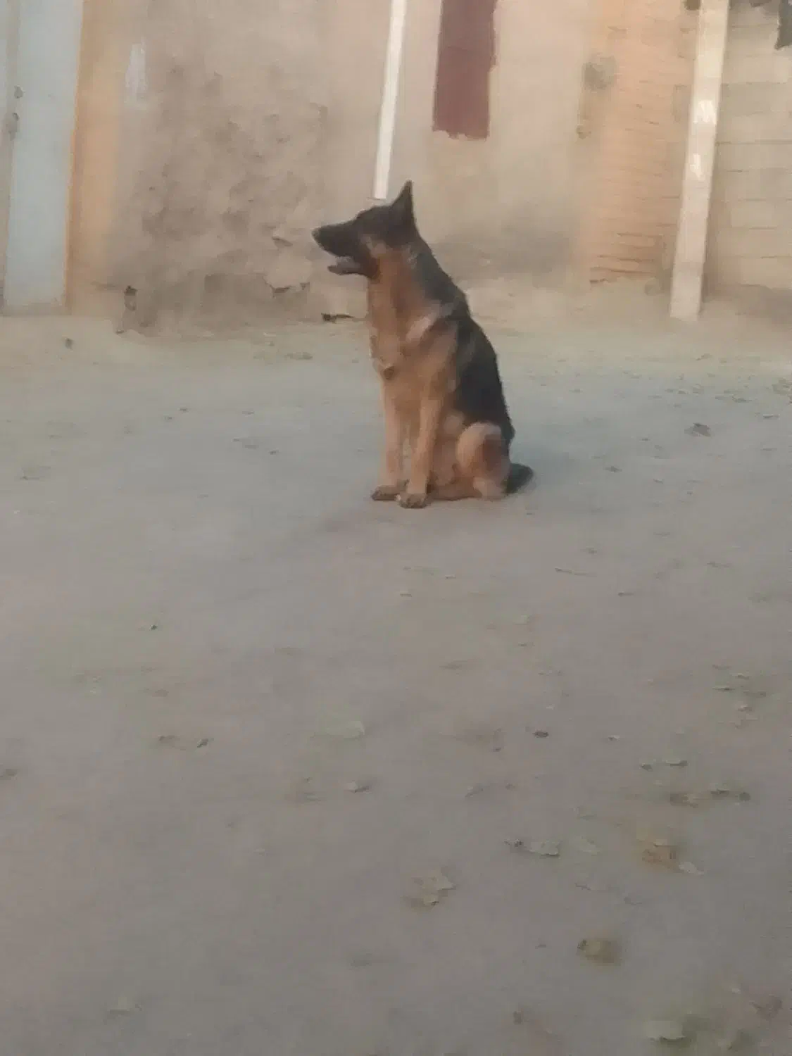 سگ ژرمن اصل|سگ|اراک, |دیوار