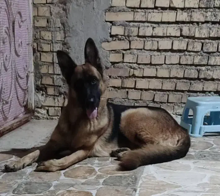 ژرمن شیپر ماده|سگ|بندر ماهشهر, |دیوار