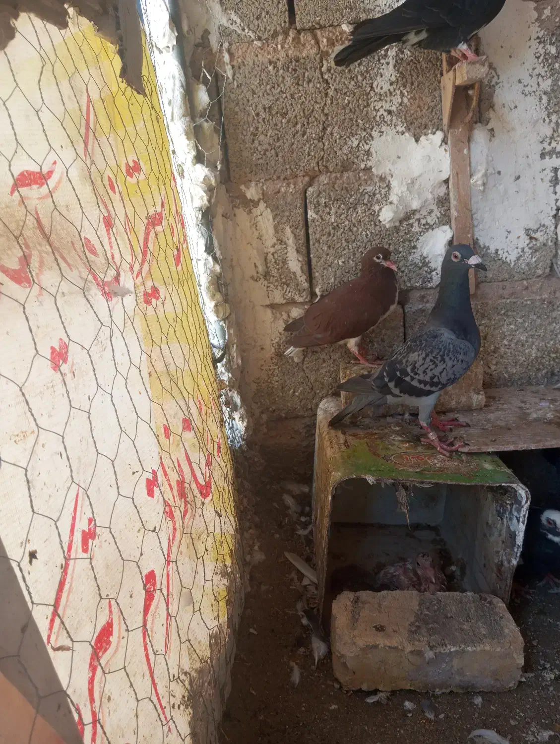 کفتر مسافتی|پرنده|شیراز, شهرک ایثار|دیوار
