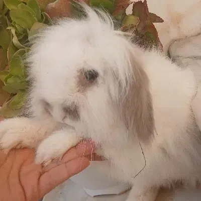 خرگوش لوپ هلندی|موش و خرگوش|شاهرود, |دیوار