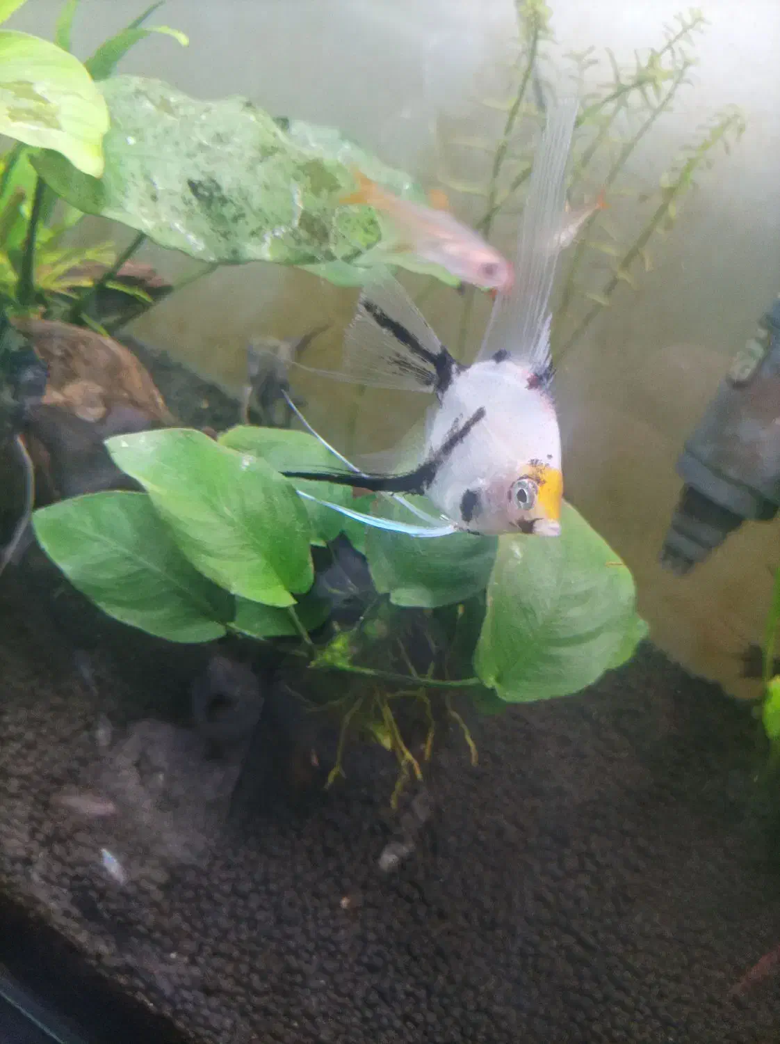 ماهی و گیاه آکواریومی|ماهی|سنندج, |دیوار