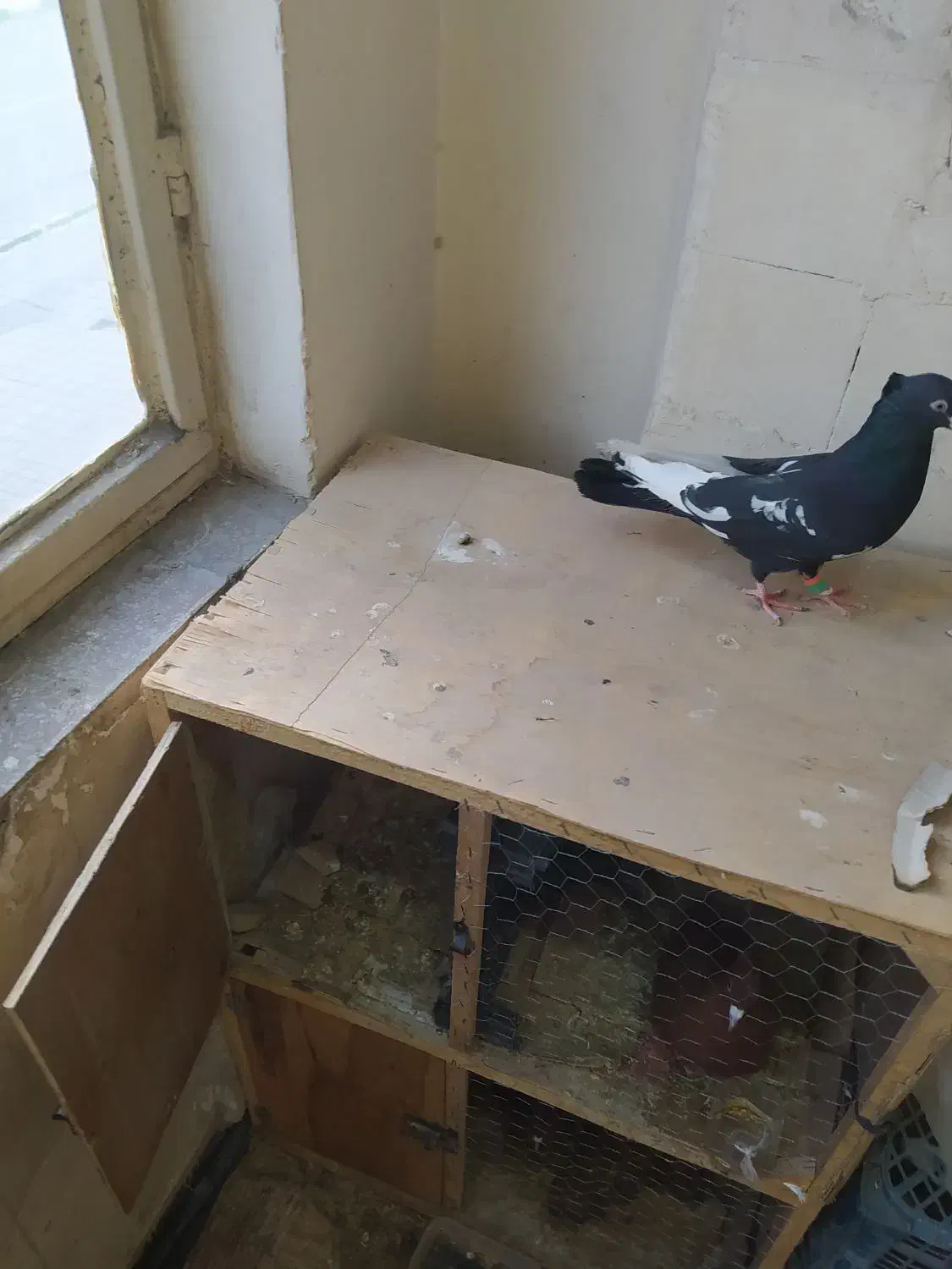 کبوتر|پرنده|مشهد, ابوذر|دیوار