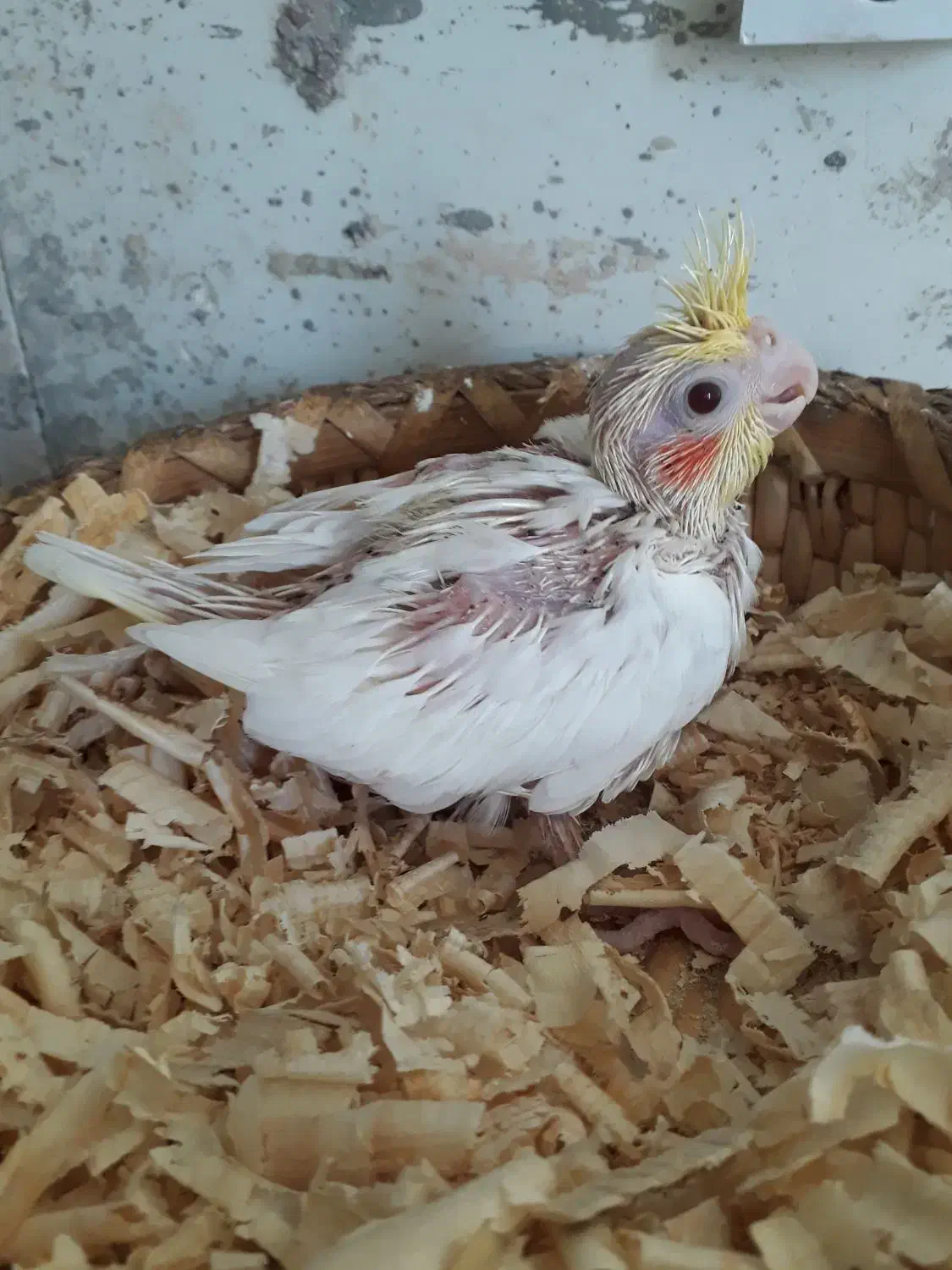 عروس|پرنده|قشم, |دیوار