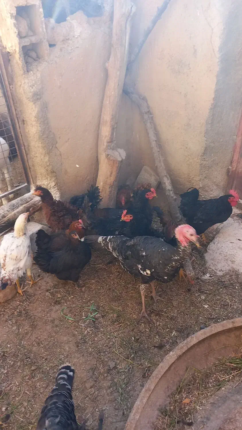 خروس فریزل (فرفری)|حیوانات مزرعه|بسطام, |دیوار