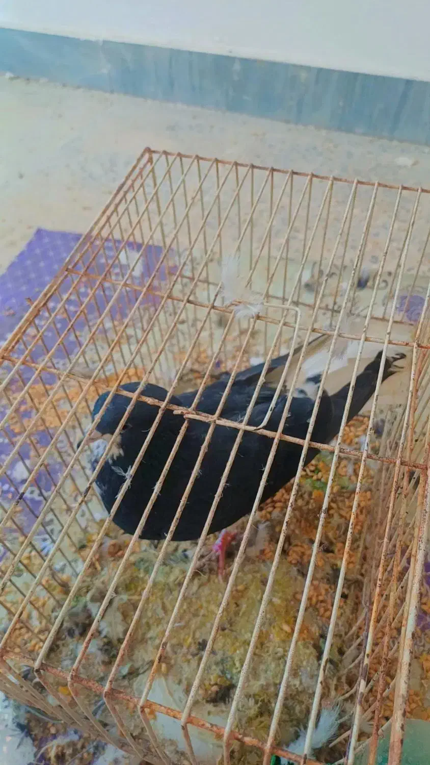 کبوتر|پرنده|امیدیه, |دیوار