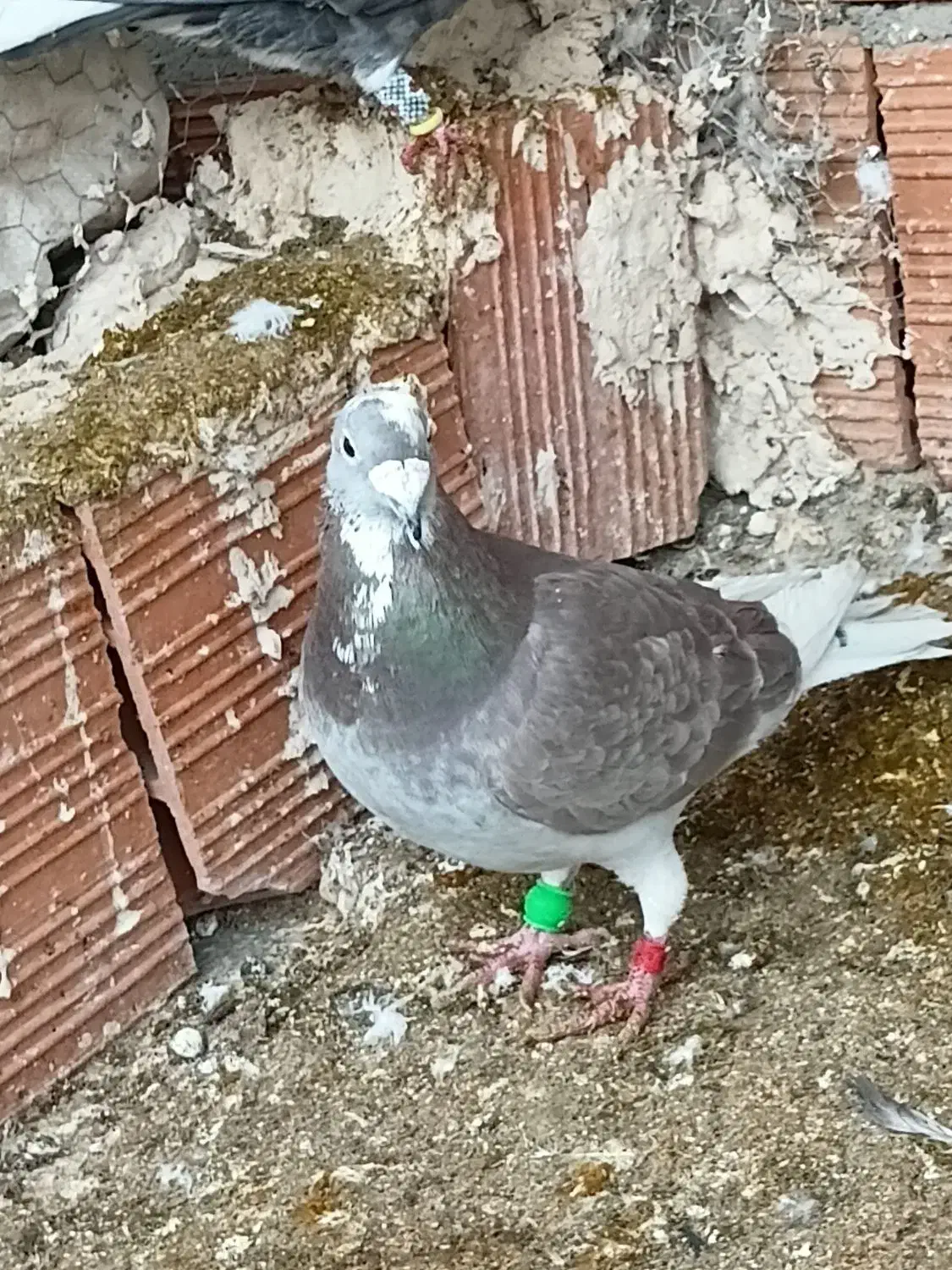 پلنگی سرخ|پرنده|گرمخان, |دیوار