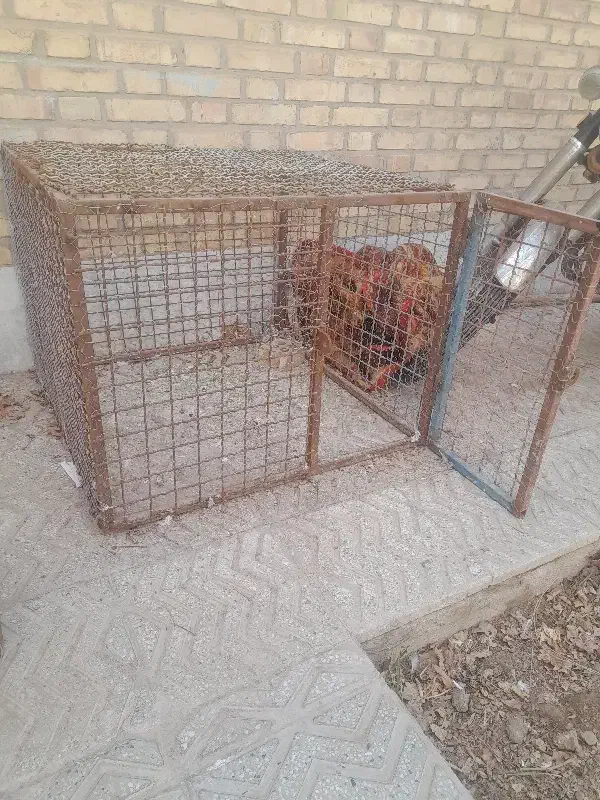 قفس تمام فنس|حراج|یزد, |دیوار