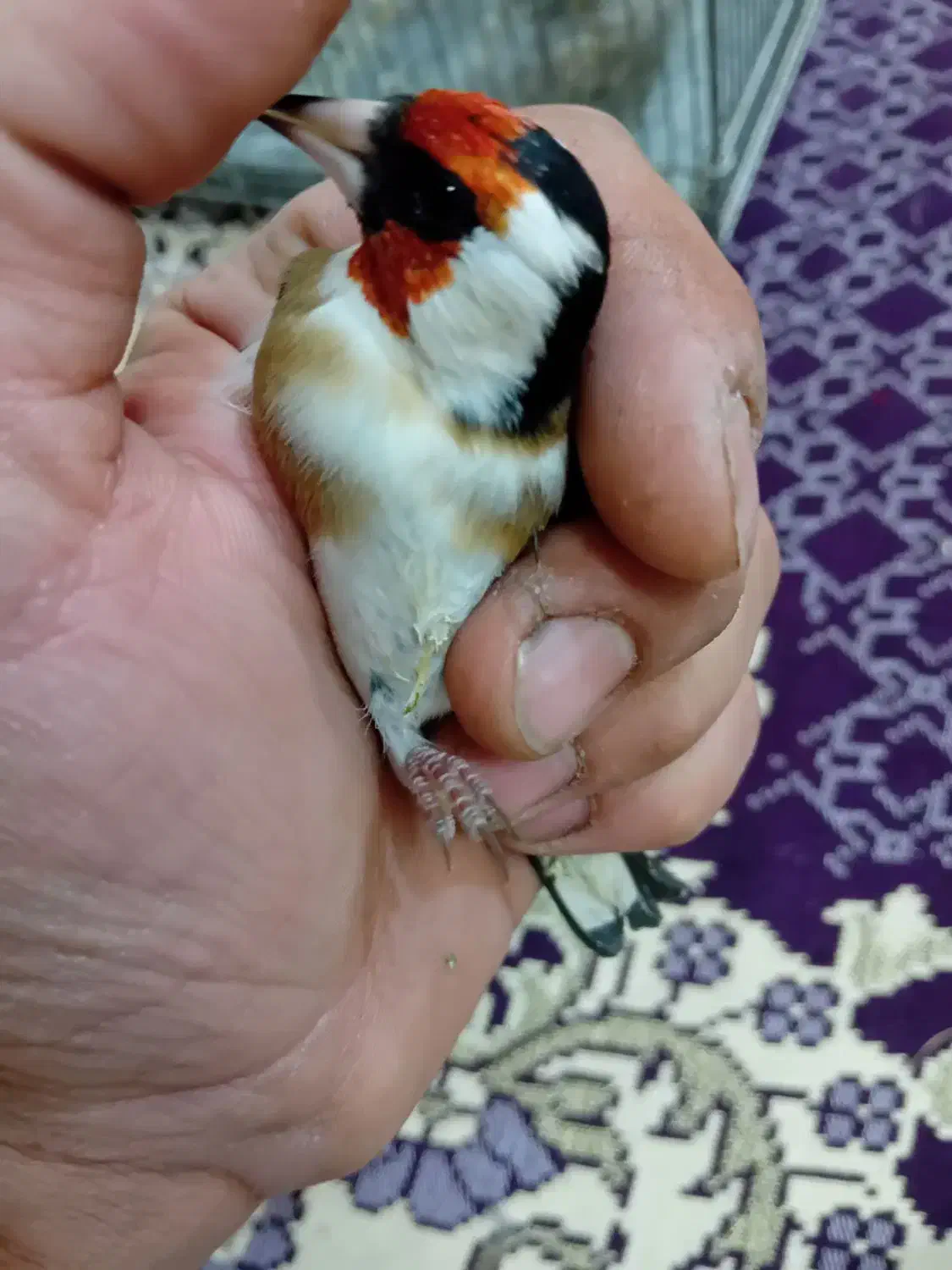 سهره نر خاص خاص|پرنده|تبریز, |دیوار