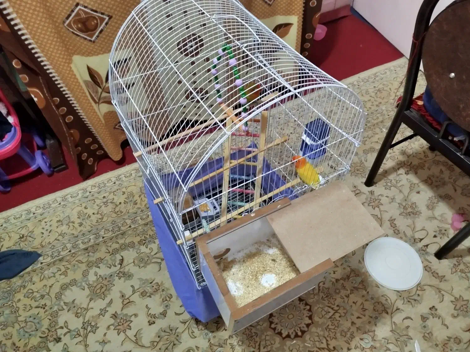 با سلام یک جفت طوطی برزیلی|پرنده|زرند, |دیوار